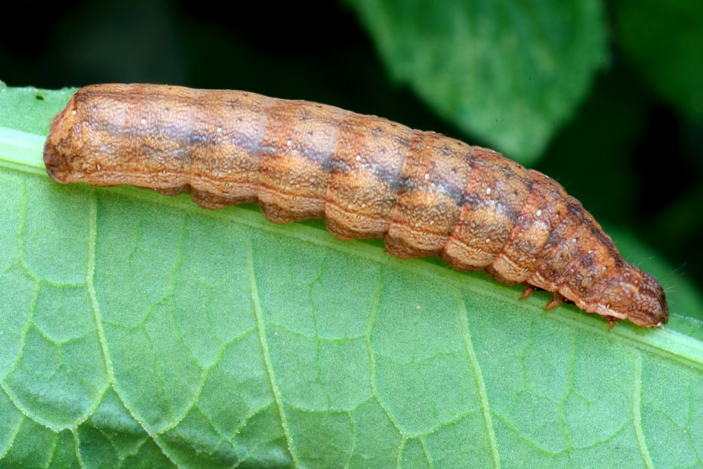 Dypterygia scabriuscula - Noctuidae